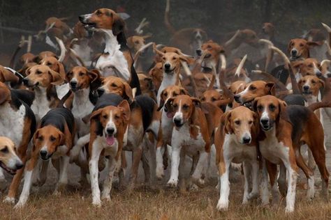 French hounds ready for the chase - https://www.facebook.com/The.Hunting.Experience Fox Hounds, Hunting Hounds, Hunting Wallpaper, Fox Hound, Fox Hunter, English Coonhound, Walker Coonhound, American Foxhound, Treeing Walker Coonhound