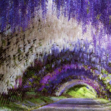 Wisteria tunnel and garden in Japan Wisteria Tunnel, Wisteria Trellis, Olivier En Pot, Wisteria Garden, Real Life Fairies, Tree Tunnel, Wisteria Tree, Blue Backdrops, A Fairy Tale