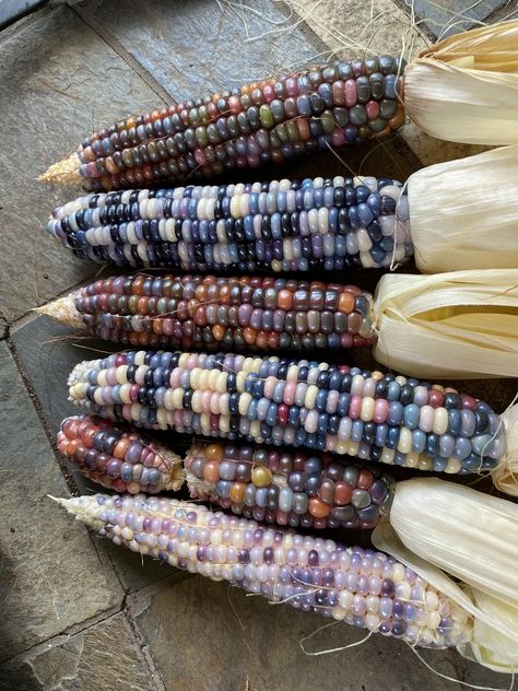 Gem Corn, Glass Gem Corn, Vegetable Pictures, Indian Corn, Glass Gems, Fruit And Veg, Types Of Food, Fruits And Vegetables, Pretty Food