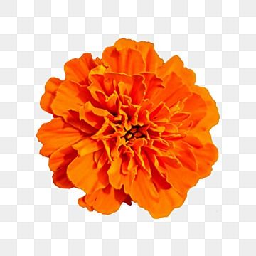 Marigold Flower Drawing, Marigold Plant, Orange Clipart, Plant Clipart, Bee Wall Art, Flower Orange, Bee Wall, Floral Png, Decor Stickers