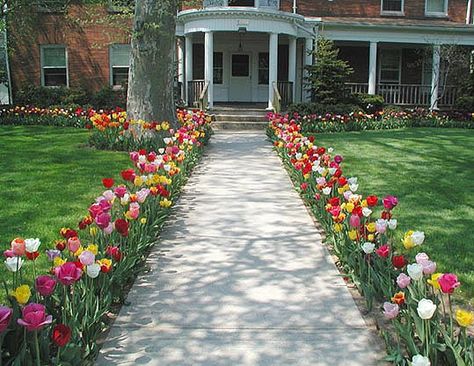 Tulips Along Driveway, Tulip Flower Bed Front Yards, Garden Tulips Ideas, Flower Lined Sidewalk, Tulip Garden Bed Ideas, Tulip Yard Ideas, Tulip In Garden, Tulips Around Tree Base, Tulip Lined Walkway