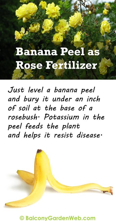 Rose Fertilizer, نباتات منزلية, Natural Fertilizer, Garden Solutions, Banana Peel, Growing Roses, Organic Gardening Tips, Garden Yard Ideas, Garden Care