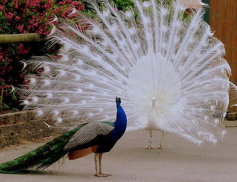 Coloured or white... they're both beautiful. Albino Peacock, Peacock White, Male Peacock, White Peacock, Owl Eyes, Image Nature, Peacocks, Dogs Cats, Animals Friends