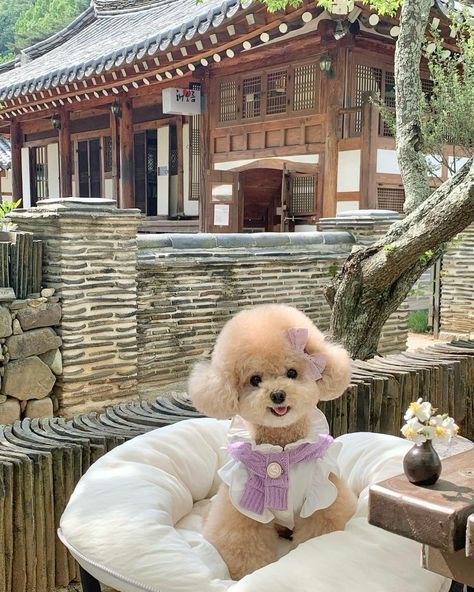 White Toy Poodle Aesthetic, Toy Poodle Aesthetic, Poodle Aesthetic, White Toy Poodle, Pretty Pets, Puppy Life, Pretty Poodles, Small Puppy, Dream Dog