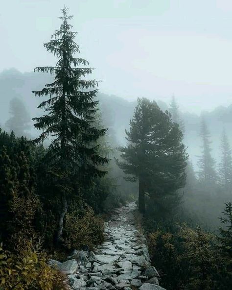 Viridian Green Aesthetic, Green Aesthetic Quotes, Viridian Green, I Love Rain, Rain Wallpapers, Lost In The Woods, Forest Mountain, Forest Road, Mountain Road