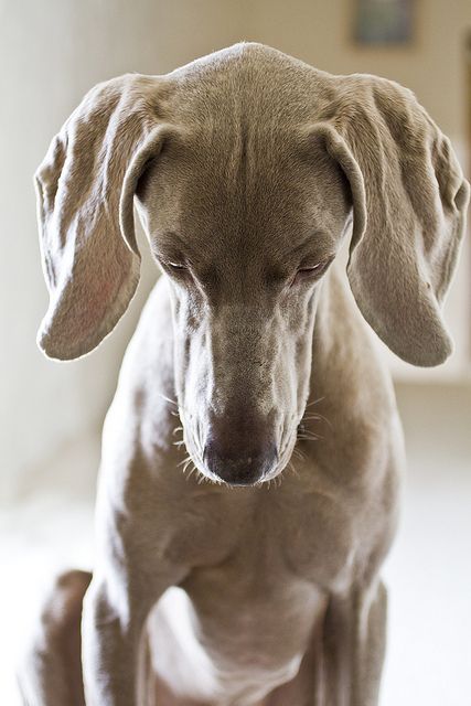 looking down by dohlongma, via Flickr Dog Looking Down, Beautiful Pose, Gray Ghost, Weimaraner Puppies, Weimaraner Dogs, Smart Dog, Weimaraner, Les Miserables, Mans Best Friend