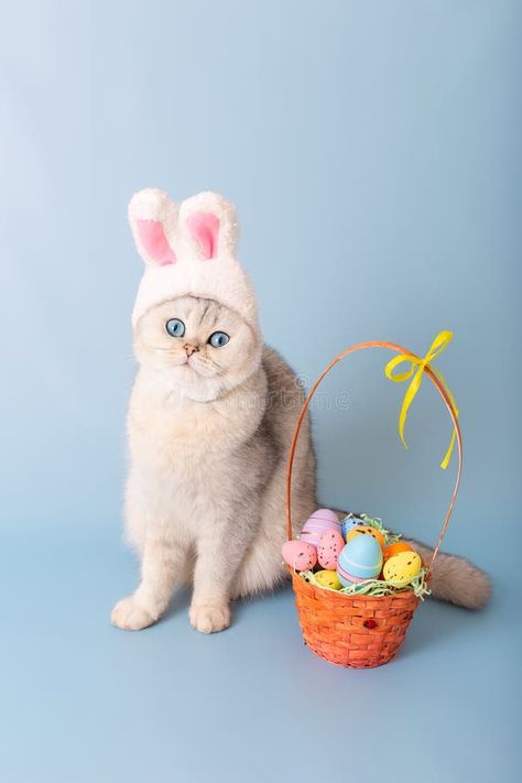 Cute white cat in hat with bunny ears and Easter basket with colorful eggs on blue background royalty free stock photo Cat Bday, Hat With Bunny Ears, Cat Photoshoot, Easter Shoot, Cat Easter, Easter Cat, Happy Easter Pictures, Cute White Cat, Easter Cats