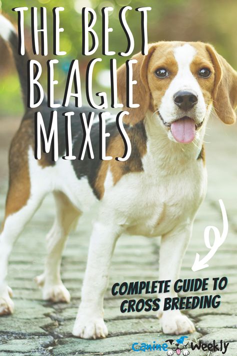 The Beagle is one of the most easily recognized and best-loved dog breeds in the USA. In fact, Beagle purebreds are the 6th most popular breed of dog in America. This is largely due to their easy-going nature, intelligence, and energy. #puppies #dog #breed #beagle #beaglemix Begal Dogs, Beagle Mix Puppies, Beagle Breeds, Family Friendly Dogs, Top Dog Breeds, Beagle Mix, Chihuahua Mix, Dog Blog, The Fox And The Hound