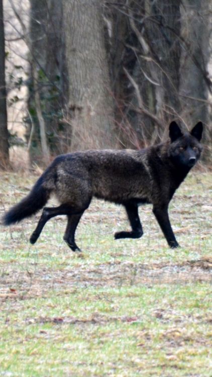 Coyote Skeleton, Coyote Therian, Coyote Trapping, Hollow Moon, Melanistic Animals, Black Coyote, Pretty Dog, Therian Mask, Moon Full