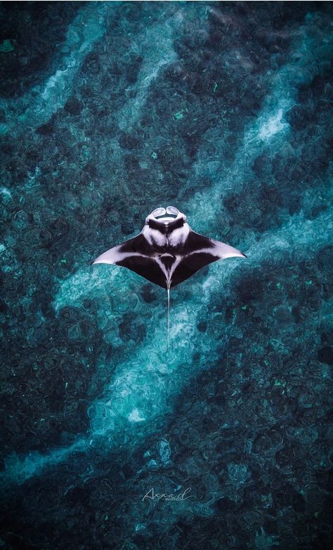 Manta ray one from the beatyfull animal on earth Marine Photography Ocean Life, Manta Ray Wallpaper Iphone, Manta Ray Wallpaper Aesthetic, Stingray Lockscreen, Stingrays Aesthetic, Manta Ray Background, Mantaray Wallpaper, Sting Ray Aesthetic, Manta Ray Photography