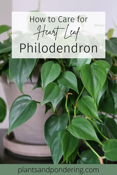 How To Care for Heartleaf Philodendron | Philodendron Hederaceum - Plants and Pondering Indoor Vine Plants, Heartleaf Philodendron, Philodendron Hederaceum, Philodendron Care, Heart Leaf Philodendron, Growing Vines, Philodendron Plant, Small Backyard Gardens, Herbs Indoors