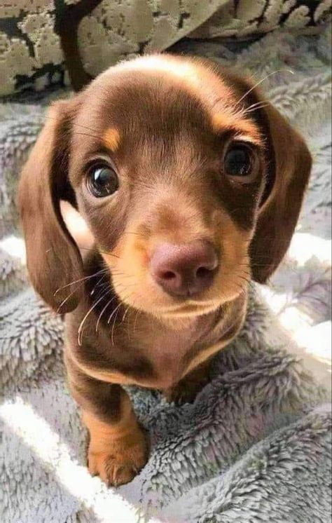 Baby Dachshund, Cute Dogs Images, Very Cute Puppies, Super Cute Puppies, Cute Small Animals, Cute Animals Puppies, Very Cute Dogs, Dogs Cute, Hapkido