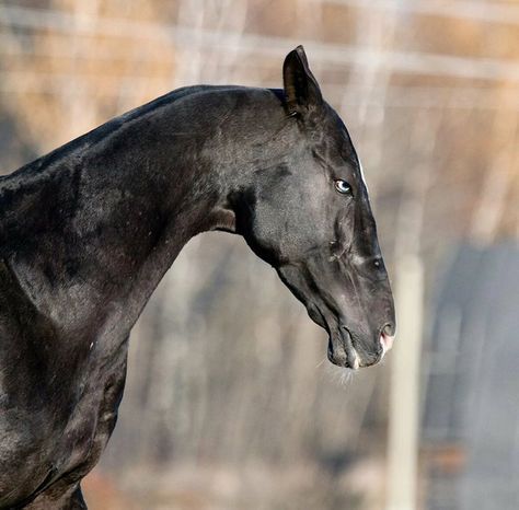 Akhal-Teke ~ TOKHTAMYSH (Khalif - Tjazegul) Owner: «GELI» Studfarm, Russia Akhal Teke Horses, Horse Anatomy, Horse Inspiration, Akhal Teke, Most Beautiful Horses, All The Pretty Horses, Arte Inspo, Black Horse, Pretty Horses