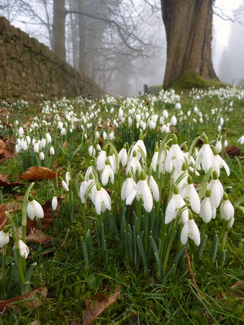 Snowdrop Flower Aesthetic, Snowdrop Aesthetic, Spring Landscape Photography, Snow Drops Flowers, First Flowers Of Spring, Snowdrop Flower, Spring Scenery, Spring Images, Cold Spring