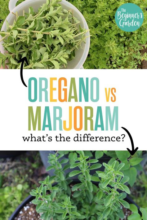 Oregano vs. Marjoram - The Beginner's Garden Marjoram Vs Oregano, Marjoram Plant, Growing Oregano, Herbal Vinegar, Oregano Plant, Beginners Garden, Growing Rosemary, Herb Bread, Garden Veggies