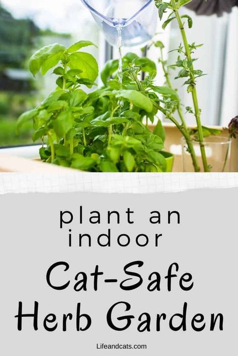 Grow a cat-friendly herb garden for indoor enrichment for your cat. Cat-safe herbs provide health benefits and enrich Kitty's palate to prevent boredom. Herbs In Apartment, Cat Friendly Herb Garden, Herbs Safe For Cats, Cat Safe Herbs, Cat Herb Garden, Cat Friendly Herbs, Indoor Cat Garden, Cat Safe House Plants, Cat Boutique