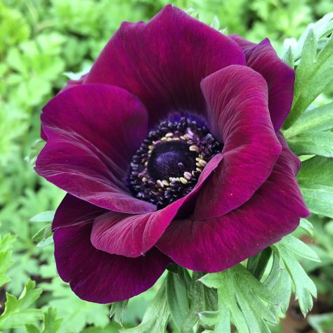 Anemone- Bordeaux/Burgundy Anemone Coronaria, Botanical Photography, Flower Varieties, Garden Terrarium, Unusual Flowers, Gardening Advice, Wild Mushrooms, Pretty Plants, Plant Needs