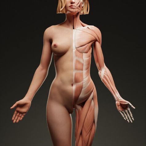 Strong Woman Anatomy, Female Anatomy Study, Torso Anatomy Reference, Women Anatomy Reference, Female Torso Drawing, Fem Anatomy, Female Muscle Anatomy, Anatomy Photography, Female Art Reference Poses