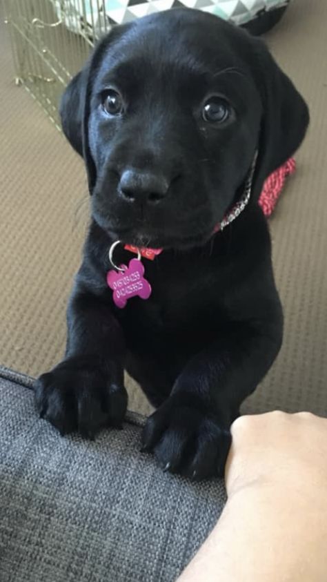 Black Labrador Puppy Cute, Black Labs Puppy, Puppy Black Lab, Black Lab Aesthetic, Lab Pups, Cute Labrador Puppies, Black Lab Puppy, Puppy Black, Black Labrador Puppy