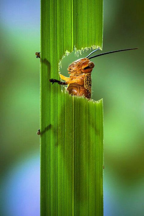 Cool! Foto Macro, Micro Photography, Insect Photography, Grasshoppers, Beautiful Bugs, Close Up Photography, Better Homes And Garden, Creepy Crawlies, Macro Photos