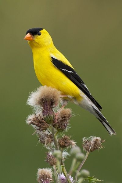 American Gold Finch, Gold Finch, American Goldfinch, Spirit Animals, Kinds Of Birds, Finches, Bird Watcher, Nature Birds, Goldfinch