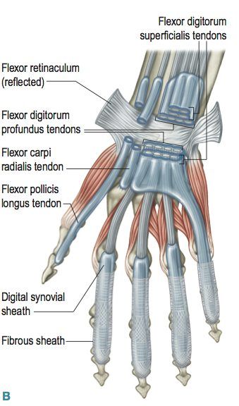 Carpel Tunnel Release - Opening of the Flexor Retinaculum Carpel Tunnel, Carpal Tunnel, Blood Vessels, The Hand, Muscles, Anatomy, Fitness Motivation, Quick Saves, Fit Motivation