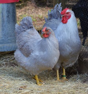 Lavender Wyandottes