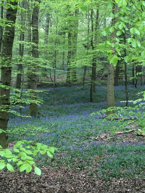 Forest Of Arden, British Forest, Magical Britain, English Forest, Zoo Inspiration, Uk Trip, Irish Countryside, Forest Of Dean, Nature Sketch