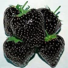 Black Strawberries, Black Strawberry, Strawberry Seed, Black Garden, Fruit Seeds, Unusual Plants, Strawberry Fruit, Bonsai Plants, Fruit Plants