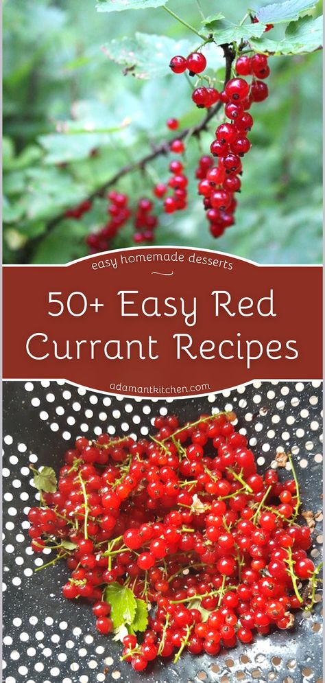 Red Currant Recipes, Red Currant Recipe, Red Currant Jam, Currant Recipes, Homemade Pie Recipes, Desserts Homemade, Easy Homemade Desserts, Red Currants, Wild Food Foraging