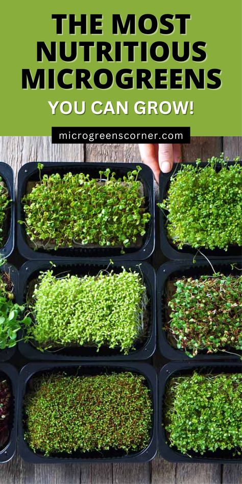 What are the most nutritious microgreens to grow? With more than 100 types of microgreens it can be difficult to decide which to grow. How about growing the most nutritious microgreens! Here is a list with the 14 most nutritious microgreens. Essen, Microgreens Garden, Microgreens Recipe, Produce Containers, Beds Diy, Hydroponic Farming, Growing Microgreens, Simple Garden, Fast Growing Plants