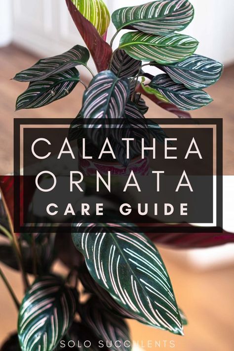 Vigoro Calathea, Calathea Ornata Care, Calathea Pinstripe, Pinstripe Calathea, Calathea Ornata, Plant Wishlist, Calathea Plant, Plant Care Houseplant, Root Rot