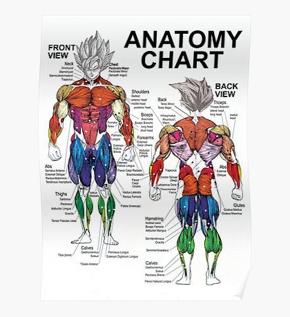 Anatomy Posters | Redbubble Muscle Chart Anatomy, Muscle Chart, Muscle Diagram, Anatomy Chart, Retro Kitchens, Man Cave Art, Human Anatomy Drawing, Muscle Anatomy, Anatomy Drawing