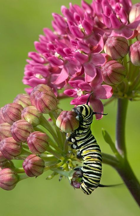 #monarch #butterfly #milkweed #blossom #wildflower #meadow #native #prairie #flower #bloom #fall #nature #naturephotography #ArtForHealing #HealthcareDesign #fineartphotography #evidencedbasedart #wallart #healingart #artwork #interiordesign #photography #art #henrydomke  #artinhospitals #hdfa #pgt #asclepias #danaus Raising Monarch Butterflies, Monarch Butterflies Art, Butterfly Colors, Butterfly Caterpillar, Healthcare Art, Milkweed Plant, Butterfly Project, Monarch Caterpillar