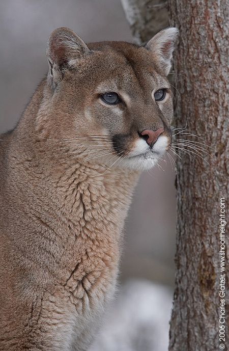 Mountain Lion Mountain Lion, Wildlife Photos, Cat Family, Cheetahs, Large Cats, On The Ground, Animal Planet, Nature Animals, Beautiful Cats