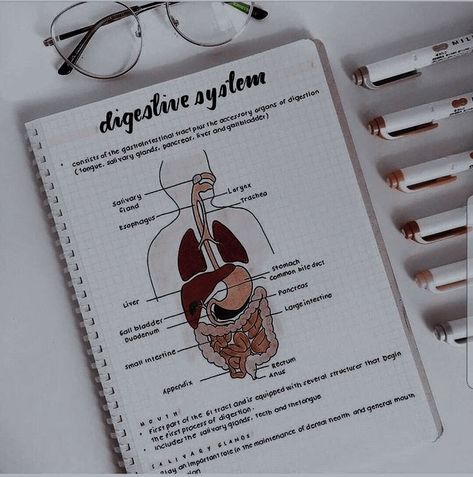 Digestion Notes Aesthetic, Biology Digestive System, Excretory System Notes Aesthetic, Digestive System Diagram Aesthetic, Aesthetic Digestive System, Health Sciences Aesthetic, Digestive System Aesthetic, Human Digestive System Notes, Digestive System Diagram Project