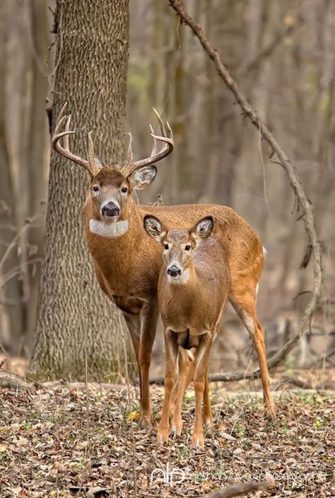 Whitetail buck and doe—a handsome couple! Whitetail Deer Pictures, Hunting Shop, Big Deer, Deer Photos, Deer Pictures, Buck And Doe, Whitetail Bucks, Deer Buck, Deer Family