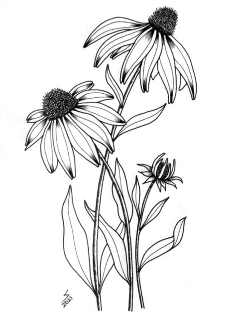 Black Eye Susan Flowers Tattoo, Black Eyed Susan Drawing, Black Eyed Susan Tattoo, Glass Etching Diy, Flowers Doodle, Etching Diy, Plants Drawing, Doodle Art Flowers, Flower Sketches