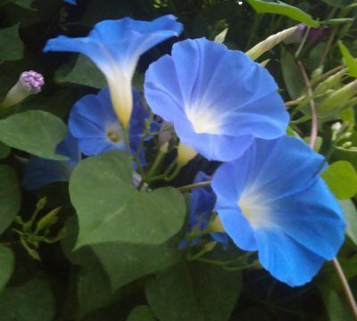 Aesthetic Morning Quotes, Himalayan Blue Poppy, Morning Aesthetics, Morning Routine Aesthetic, Fast Growing Vines, Blue Morning Glory, Quotes Morning, Morning Glory Flowers, Aesthetic Morning