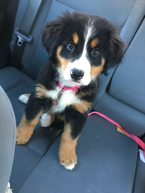 The cutest Bernese mountain dog ever. Female Bernese Mountain Dog, Bernese Mountain Puppies, Cute Bernese Mountain Dog Puppies, Mountain Bernese Dog, Bernese Mountain Dog Puppy Aesthetic, Bernese Mountain Dog Stuffed Animal, Bernice Mountain Dog, Mini Bernese Mountain Dog, Dogs Recipes