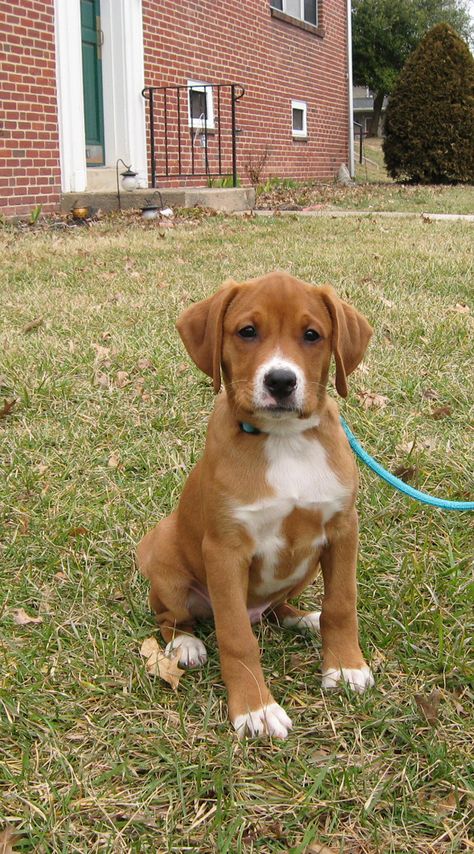 Luka, Boxer/Lab mix, 12 weeks Beagle Lab Mix Puppy, Boxer Lab Mix Dog, Boxer Mix Dogs, Lab Mix Dogs, Boxer Lab Mix Puppies, Boxador Puppies, Boxer Beagle Mix, Chocolate Lab Mix, Boxer Mix Puppies