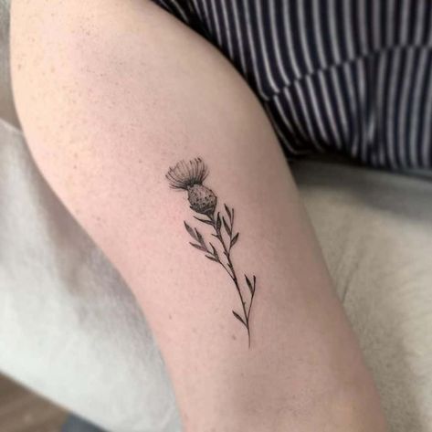 Top 65 Best Thistle Tattoo Ideas - [2021 Inspiration Guide] Thistle Tattoo Black, Pentacle Tattoo, Thistle Flower Tattoo, Scotland Tattoo, Scottish Thistle Tattoo, Scottish Tattoos, Thistle Tattoo, Cream Tattoo, New Tattoo Designs