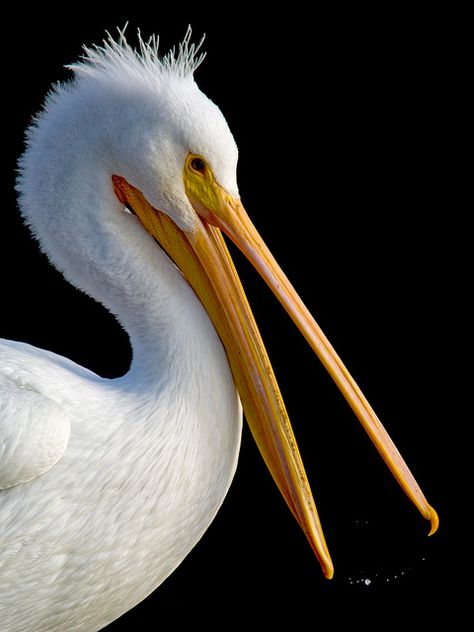 Lake Merritt Oakland, Bird Wings Costume, White Pelican, Pelican Art, Pelican Bird, American Wildlife, Big Birds, North American Wildlife, Pet Halloween Costumes