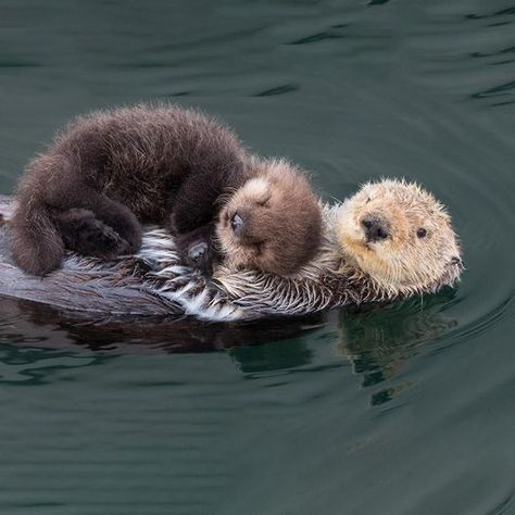 Otters Cute, Baby Otters, Sea Otters, Sea Otter, Pretty Animals, Silly Animals, Cute Wild Animals, Cute Animal Photos, Cute Animal Pictures