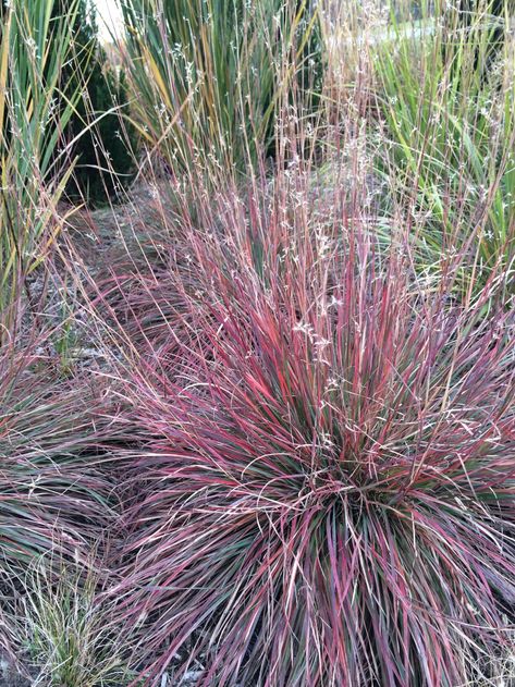 Little Bluestem, Prairie Planting, Perennial Grasses, Meadow Garden, Perennial Border, Grasses Landscaping, Wildlife Gardening, Black Eyed Susan, Backyard Birds