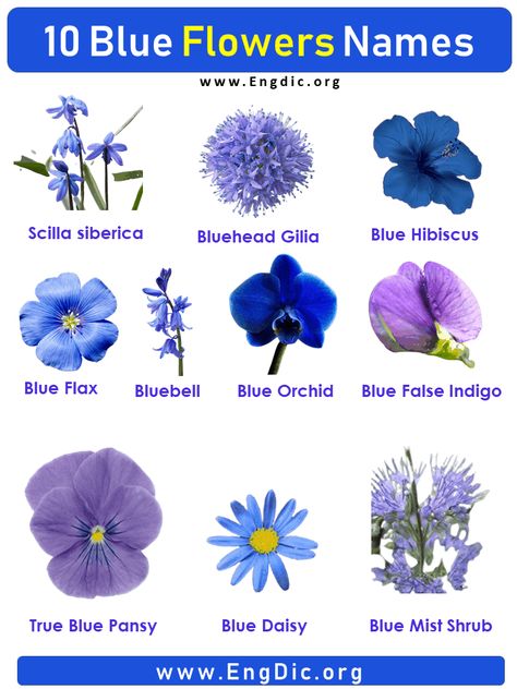 10 Blue Flowers names with Pictures, Flower Names One of the many joys of Spring is when the flowers start to bloom. Here are 10 blue flowers with the names and pictures to help you identify them. Blue Flower Names List Blue Daisy Bluebell Blue Hibiscus Blue Flax Blue False Indigo Blue Orchid Blue Mist Shrub Bluehead Gilia Scilla siberica True Blue Pansy Blue Flower Names with Pictures Blue Daisy It is a member of the family Ranunculaceae which contains around 800 genera and 10,000 species. It i Blue Flowers Name, Pictures Of Blue Flowers, Blue Stock Flower, Blue Moon Flower, Naturally Blue Flowers, Tall Blue Flowers, Blue Annual Flowers, Blue Flower Types, Names Of Flowers With Pictures