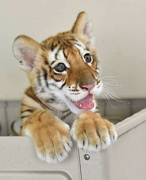 Baby Tigers, Animal Behaviorist, Cute Tigers, Baby Tiger, Tiger Cub, Bengal Tiger, Cat Behavior, Big Cat, Hyena