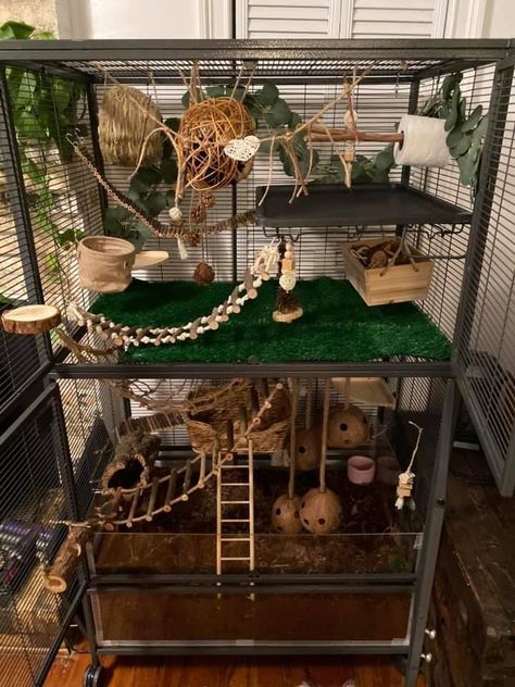 Rat Enclosure Ideas Diy, Rat Cage Decor, Rat Cage Set Up Ideas, Bioactive Rat Cage, Aesthetic Rat Cage, Critter Nation Cage Ideas, Diy Rat Cage Accessories Homemade, Pet Rat Cages Ideas, Rat Setup