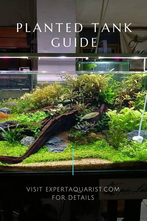 I will try to help you to find this balance methodically with ease. I will also share few of the tips and tricks that I learned from experience and experiment. 50 Gallon Aquascape, 5 Gallon Planted Tank, Planted Tank Aquascaping, Planted Fish Tank Aquascaping, Beta Aquarium Ideas, Shallow Tank Aquascape, Nano Tank Aquascape, Minimalist Fish Tank, Live Plant Aquarium