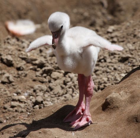 Baby Steps baby flamingo Baby Flamingo, Newborn Animals, Baby Steps, Pretty Birds, Animal Planet, Baby Dogs, Animal Photo, Animals Friends, Beautiful Creatures